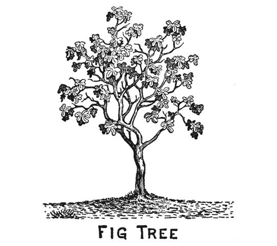 Clarence Larkin's engraving: The Fig Tree