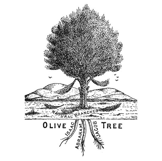 Clarence Larkin's engraving of the Olive Tree