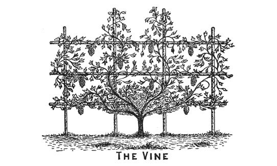 Clarence Larkin's engraving: The Vine